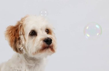 havanese kabarcıklar uçan ile Studio oturuyor