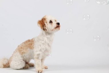 havanese kabarcıklar uçan ile Studio oturuyor