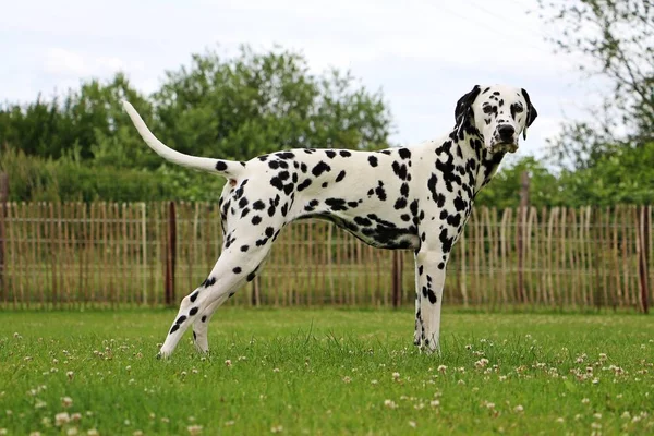 Dalmatian Cão Está Jardim — Fotografia de Stock
