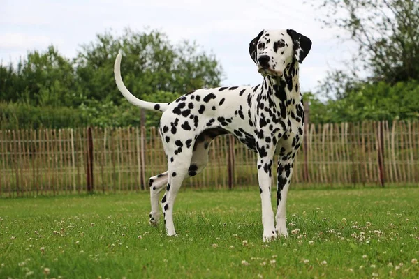 Dalmatin Pes Stojí Zahradě — Stock fotografie