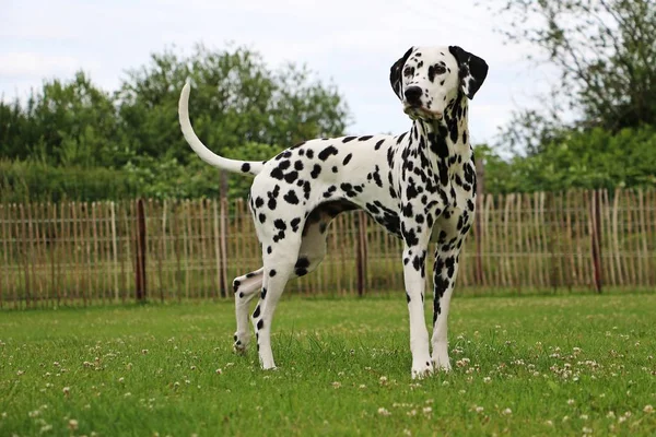 Chien Dalmate Est Debout Dans Jardin — Photo