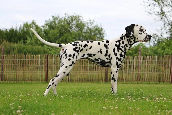 Cane Dalmata Piedi Nel Giardino — Foto Stock