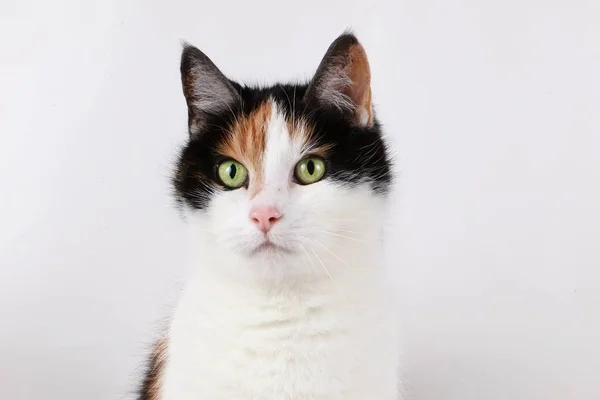 Krásná Tricolored Kočka Portrét Ateliéru — Stock fotografie