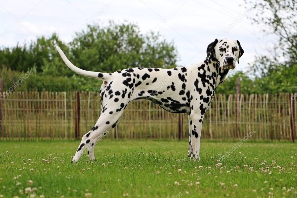 dalmatian dog is standing in the garden