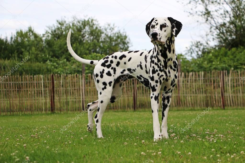 dalmatian dog is standing in the garden