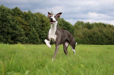 güzel olan parkta çalışıyor