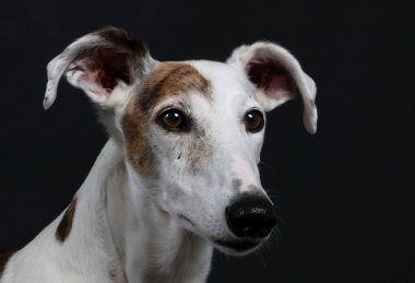 güzel galgo portre stüdyo