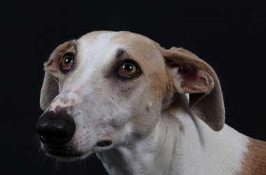 güzel galgo portre stüdyo