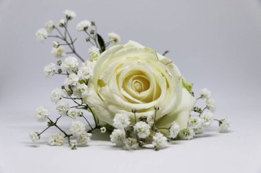 Açık arkaplanda cam bir vazoda güzel beyaz güller..