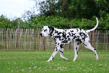 güzel Dalmaçya köpek bahçede yürüyüş