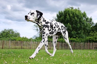 Dalmaçyalı köpeğin bahçede yürüyüş