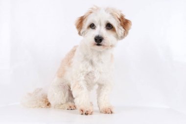 küçük havanese stüdyoda oturuyor