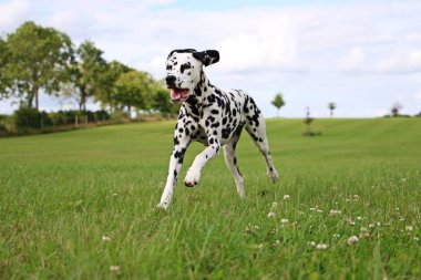 Dalmaçyalı köpeğin bahçede çalışıyor