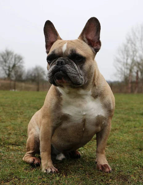 Bulldog Francés Está Sentado Jardín — Foto de Stock