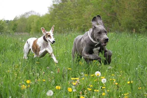 Due Cani Corrono Campo Con Fiori Primaverili — Foto Stock
