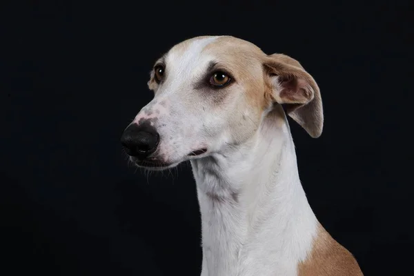 Belo Retrato Galgo Estúdio — Fotografia de Stock