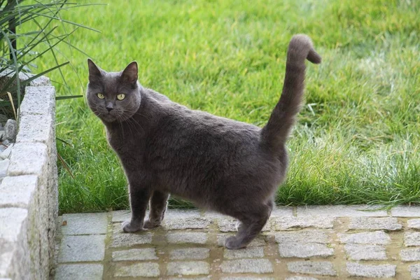 Güzel Kedi Bahçedeki Terasta Duruyor — Stok fotoğraf