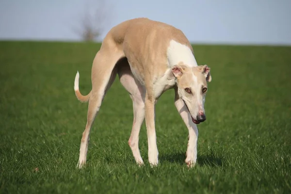 Όμορφη Καφέ Galgo Στέκεται Ένα Πεδίο Κάτω Από Τον Ήλιο — Φωτογραφία Αρχείου