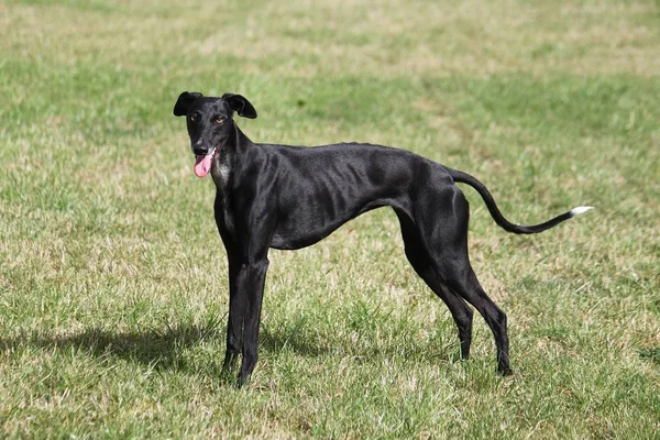 Bellissimo Galgo Nero Piedi Campo Sotto Sole — Foto Stock