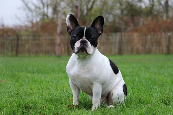 Vacker Fransk Bulldog Sitter Trädgården — Stockfoto