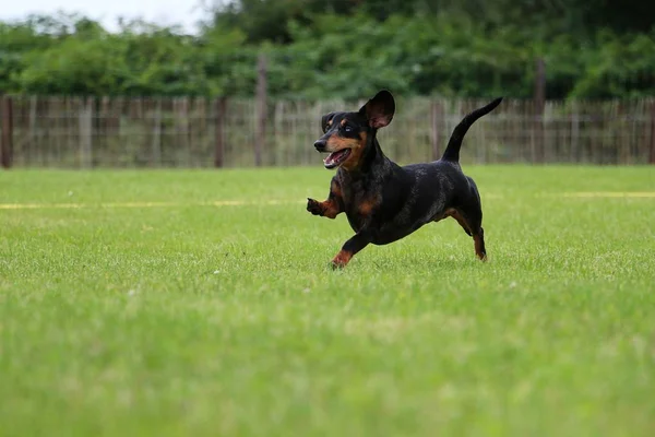 Όμορφης Τίγρη Dachshound Εκτελεί Στο Πάρκο — Φωτογραφία Αρχείου