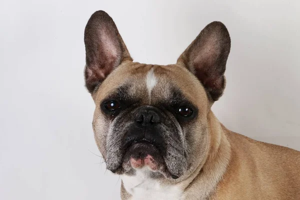 French Bulldog Portrait Studio — Stock Photo, Image