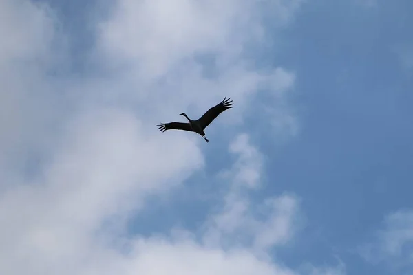 Gru Volanti Cielo — Foto Stock