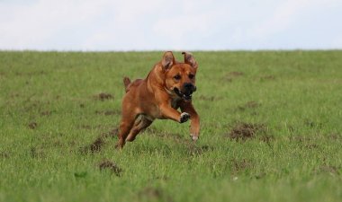 kahverengi karma köpek bahçede çalışıyor