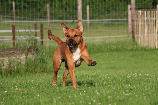 Brauner Mischlingshund Läuft Garten — Stockfoto