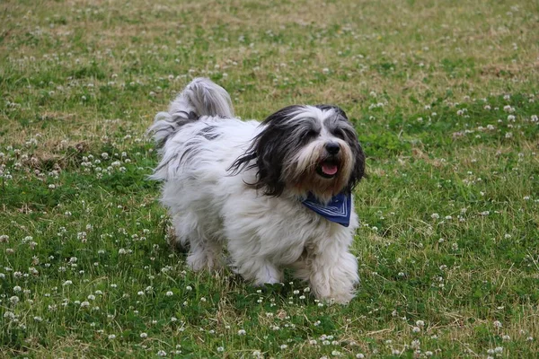 Bobtail bahçede çalışıyor