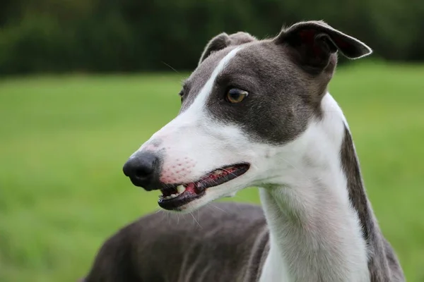 Pohled Hound Portrét Parku — Stock fotografie