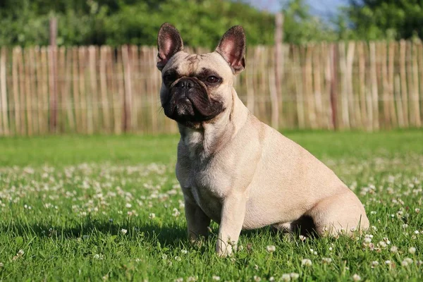 Francia Bulldog Portré Kertben — Stock Fotó