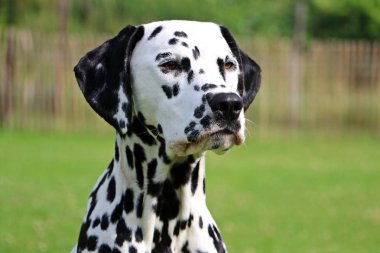 Dalmaçyalı köpek portre bahçede
