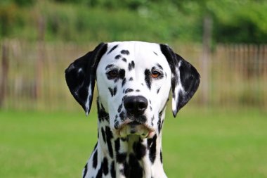 Dalmaçyalı köpek portre bahçede