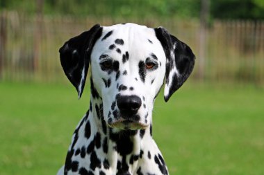 Dalmaçyalı köpek portre bahçede