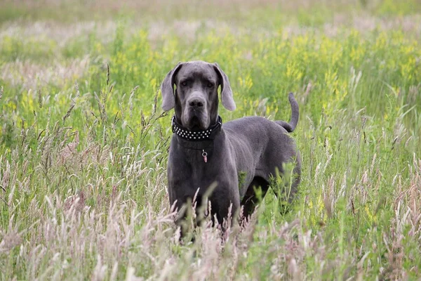 güzel büyük Dane güzel bir alanda ayakta
