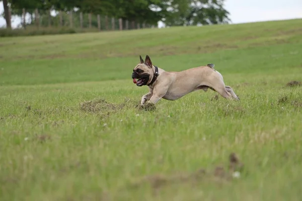 Bulldog Francese Esecuzione Nel Parco — Foto Stock