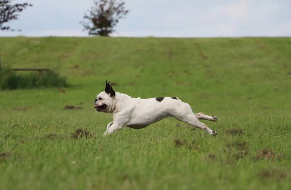 Bulldog Francés Está Corriendo Parque — Foto de Stock
