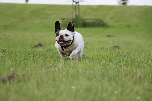 Bulldog Francese Esecuzione Nel Parco — Foto Stock