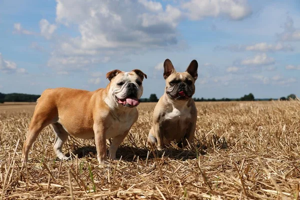 Två Bulldogs Stubb Fält Sol Skenet — Stockfoto