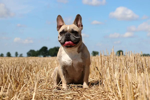 Französische Bulldogge Sitzt Auf Einem Stoppelfeld Der Sonne — Stockfoto