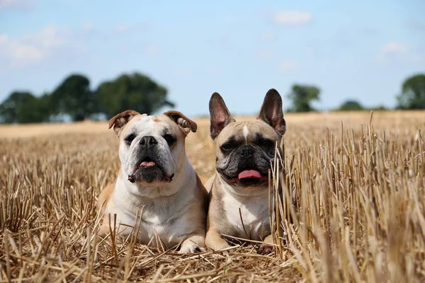 Two Bulldogs Lying Stubble Field Sunshine — Stock Photo, Image