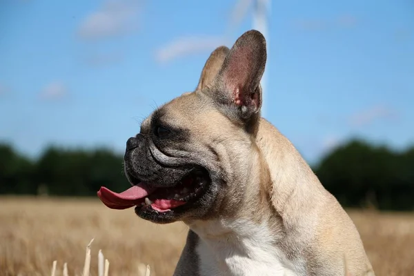 Französische Bulldogge Sonnenschein — Stockfoto