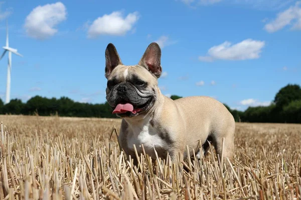 Buldog Francuski Jest Stojący Polu Ściernisko — Zdjęcie stockowe