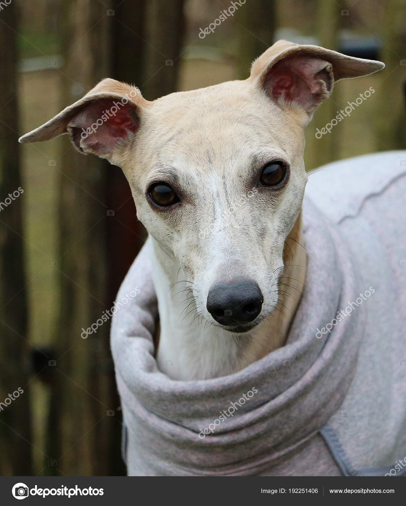 Brindle Whippet Mix Beautiful Whippet Head Portrait Garden