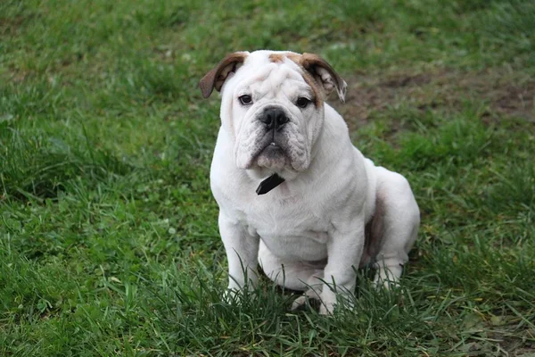 english bulldog is sitting in the garden