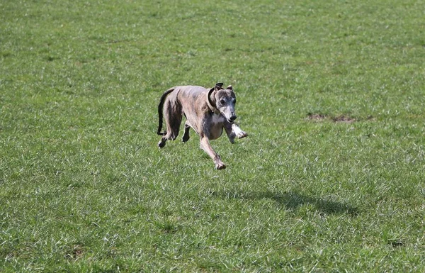 Csíkos Galgo Fut Parkban — Stock Fotó