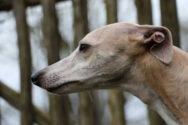 庭で美しいホイッペット犬頭の肖像画 — ストック写真