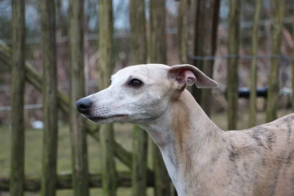 Whippet Piękny Portret Głowy Ogrodzie — Zdjęcie stockowe