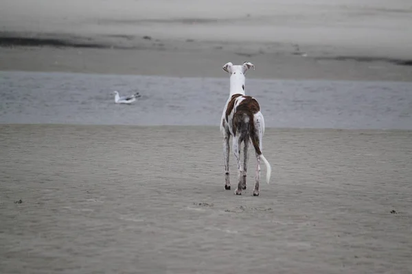 美丽的 Galgo 站在海滩上 寻找游泳的海鸥 — 图库照片